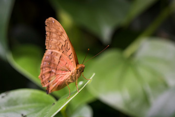 Butterfly on a leaf