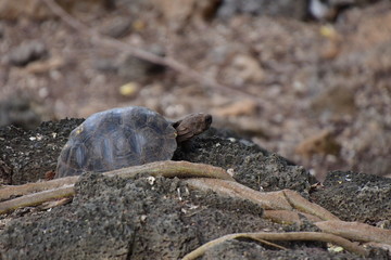 tortuga gigante, galápagos