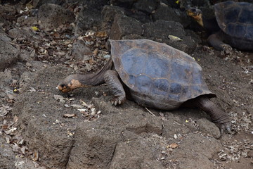 tortuga gigante, galápagos