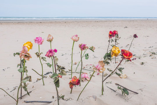 Multi Colored Roses Placed in Sand on the Beach