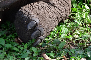 tortuga gigante, Galápagos