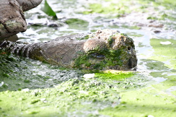 tortuga gigante, Galápagos