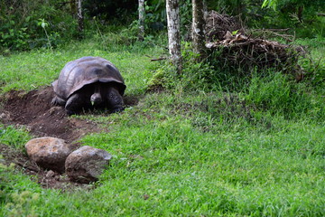 tortuga gigante, Gal&aacute;pagos