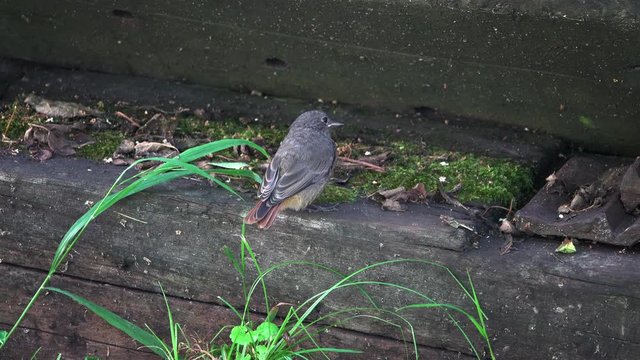 Vogel Rotschw&auml;nzchen