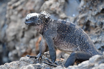 iguana marina, Galpagos