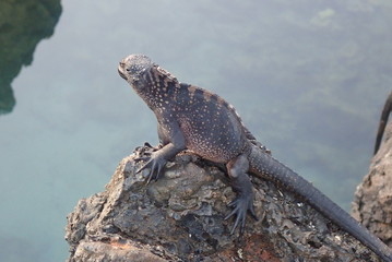 iguana marina, Galpagos