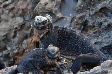iguana marina, Galpagos