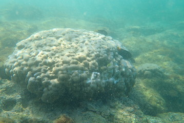 fotografía submarina, Galápagos