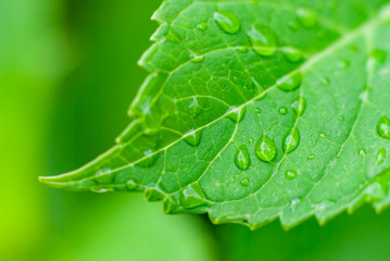 Green Leaf with Water Drops / Macro