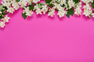 Jasmine, Philadelphus or mock-orange flowers border on bright pink background. Copy space, top view. Summer background.