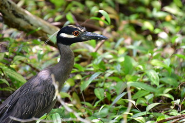 garza, Galápgos