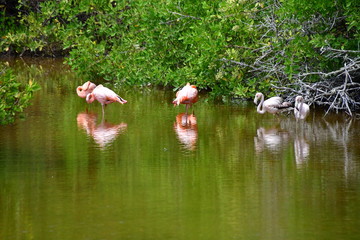 flamencos, Galápagos