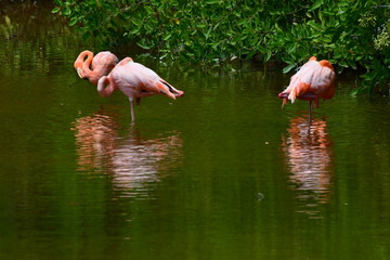 flamencos, Galápagos