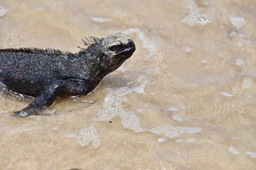 iguana marina, Galpagos