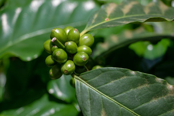 Coffee Plant