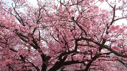天然記念物 寒桜「蓬莱桜」