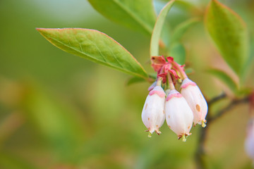 ブルーベリーの花　広いスペース
