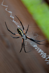 Black and Yellow Argiope Spider in Web