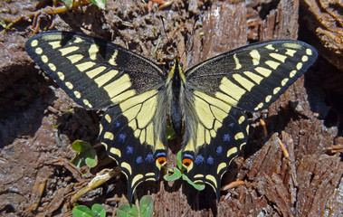 Black Swallowtail Butterfly