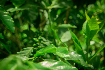 background of green leaves