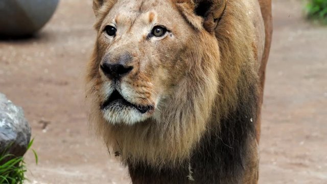 This epic close up video shows a male lion roaring into the camera.