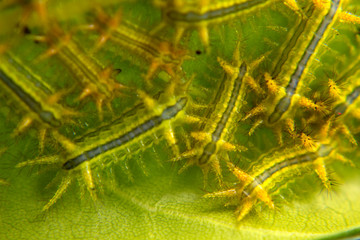 Parasa lepida cramer on leaves background, worm