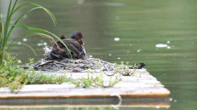  Tokyo,Japan-June 22, 2019: Grebe family on a floating nest in a pond