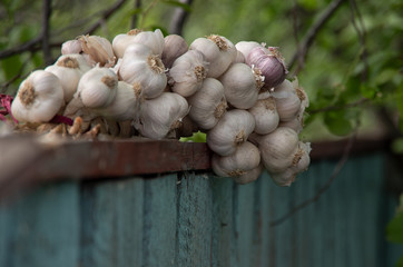 garlic on the background of trees in the garden