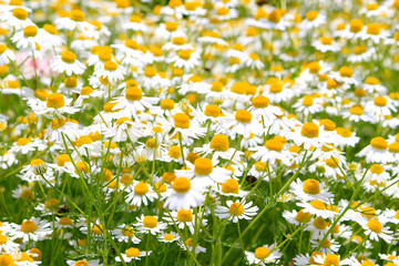 German chamomile herb garden