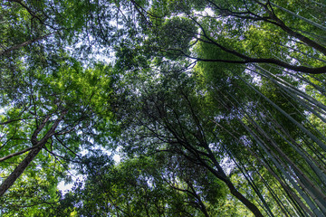 Fototapeta premium Bamboo Forest