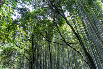 Fototapeta premium Bamboo Forest