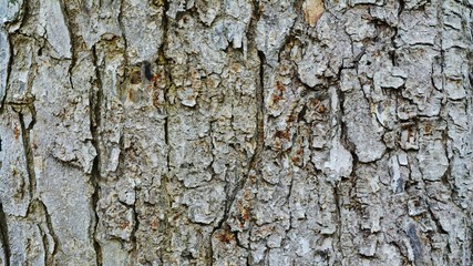 The bark of the tree that is natural