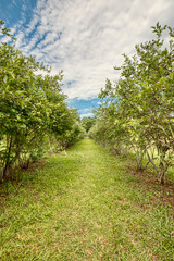 Between the rows of bushes on a blueberry farm.