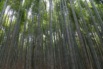 Fototapeta premium Bamboo Forest