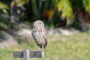 owl on branch