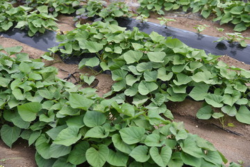 Sweet potato is rich in vitamin C and dietary fiber,and grows well on thin land , so it is easy for even biginners to grow.