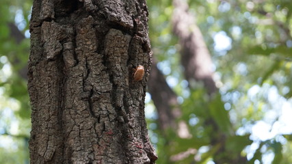 A cicada shell attached to a tree