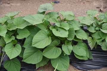 Sweet potato is rich in vitamin C and dietary fiber,and grows well on thin land , so it is easy for even biginners to grow.