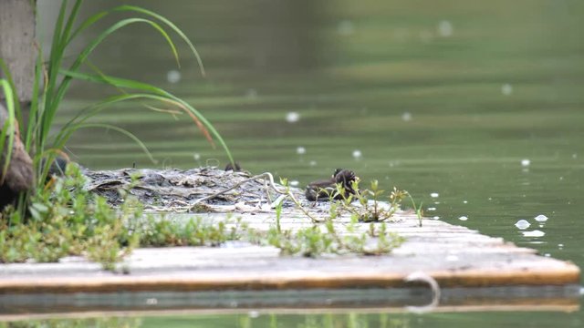  Tokyo,Japan-June 22, 2019: Grebe family on a floating nest in a pond