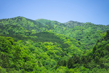 Fototapeta na wymiar Bright green mountains with trees on a bright sky