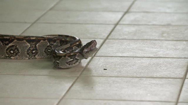 Close-up low angle panning shot of a huge angry boa constrictor python on a zoo floor with head raised and mouth opened ready to strike, Costa Rica