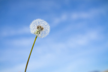 Happy Dandelion in the blue sky in the morning