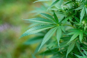 cannabis leaves on green background