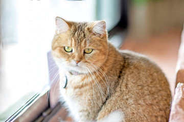 Brown cat sitting on the balcony of the pink room House window