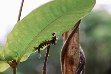bug eating leaf