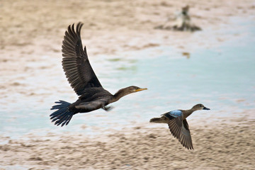 Cormorant and Blue-winged Teal, partners in flight