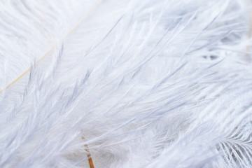 texture airy white ostrich feathers closeup