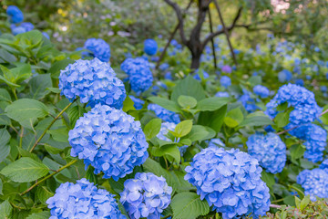 神奈川県鎌倉市　明月院のアジサイ