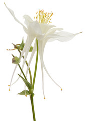 White flower of aquilegia, blossom of catchment closeup, isolated on white background