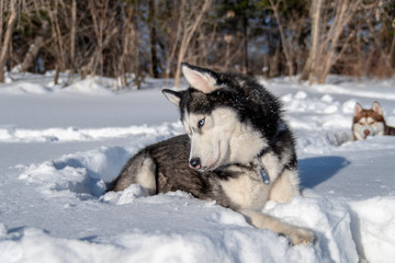 Husky dog lying in the snow. 